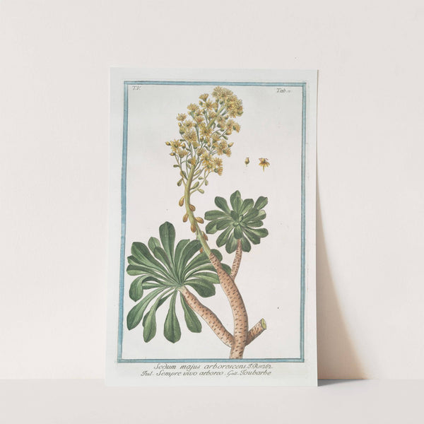 Sedum majus arborescens - Sempre vivo arboreo - Toubarbe. (Garden stone crop) by Giorgio Bonelli