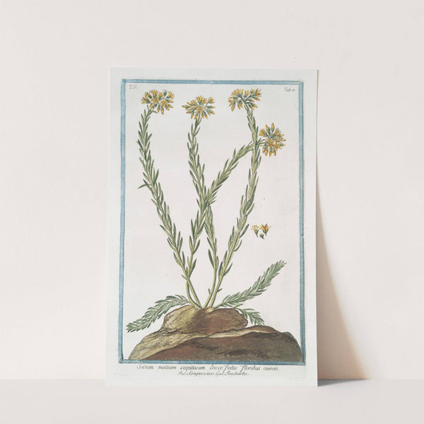 Sedum medium cespitosum, Ericæ foliis floribus cuires - Semprevivo - Toubarbe by Giorgio Bonelli