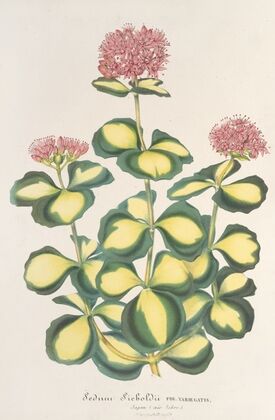 Sedum Sieboldii