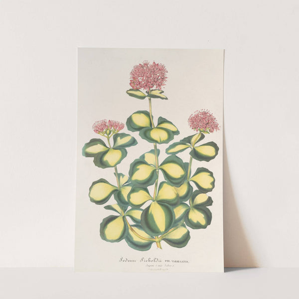 Sedum Sieboldii by Charles Antoine Lemaire