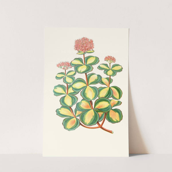 Sedum Sieboldii by Edward Joseph Lowe