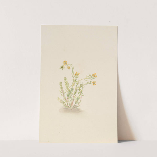 Sedum stenopetalum (ca. 1917-1918) by Mary Vaux Walcott