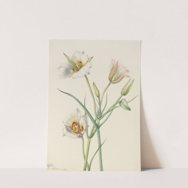 Sego Lily (Calochortus nuttallii) (1933) by Mary Vaux Walcott