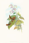Selashorus scintilla (Scintillant Hummingbird)