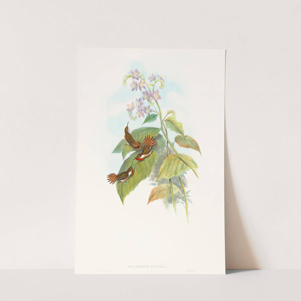 Selashorus scintilla (Scintillant Hummingbird) by John Gould