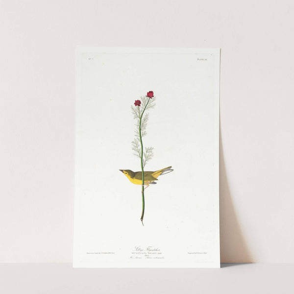 Selby's flycatcher by John James Audubon