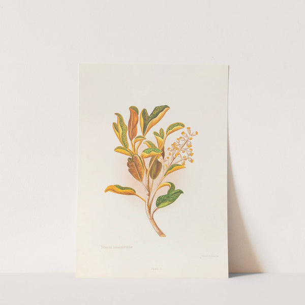 Selecio Eleagnifolius (1888) by Georgina Burne Hetley