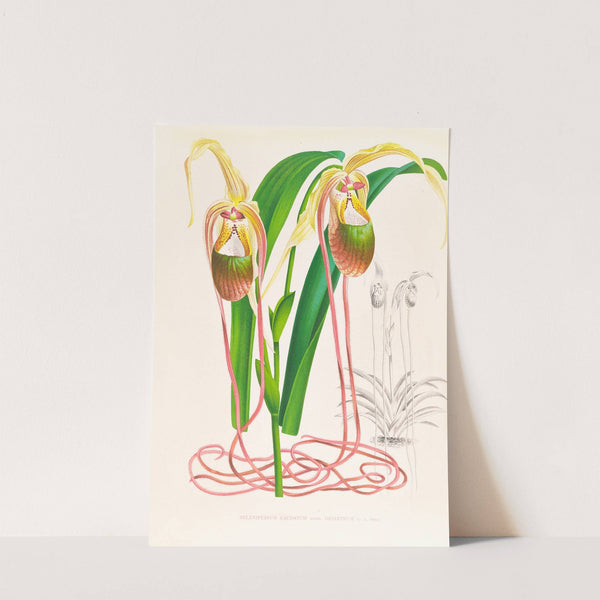 Selenipedium caudatum by Jean Jules Linden