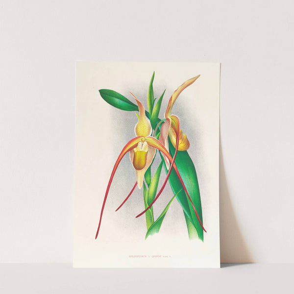 Selenipedium grande by Jean Jules Linden