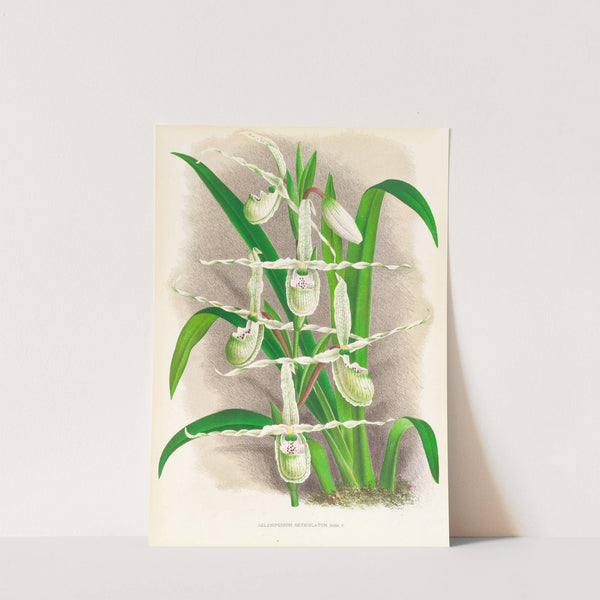 Selenipedium Reticulatum by Jean Jules Linden