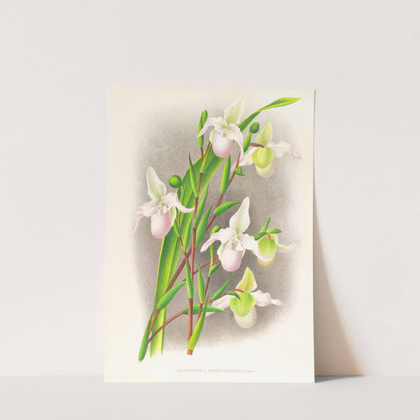 Selenipedium sedeni candidulum by Jean Jules Linden