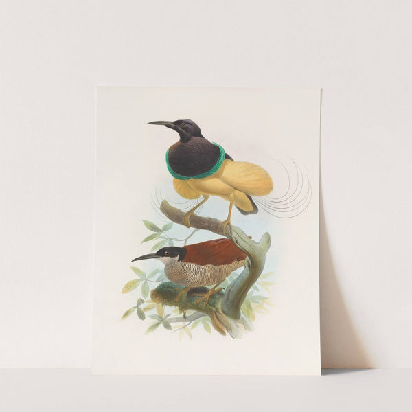 Seleucides alba by Daniel Giraud Elliot