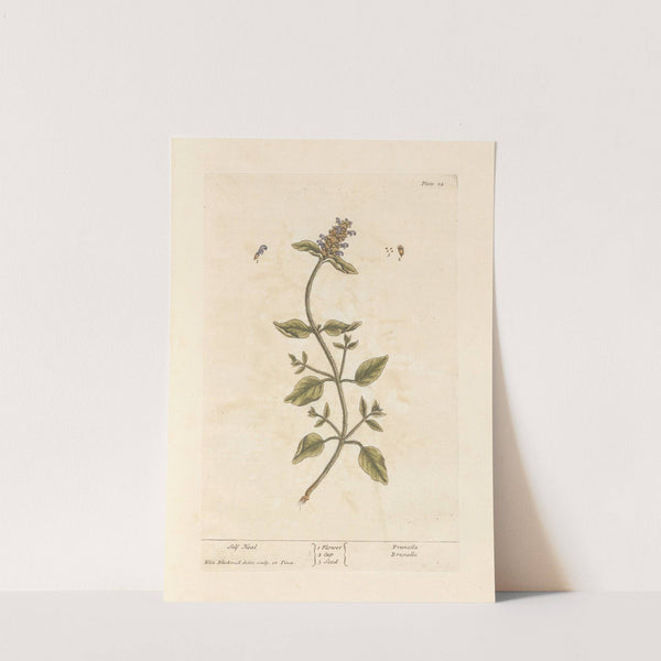 Self heal by Elizabeth Blackwell