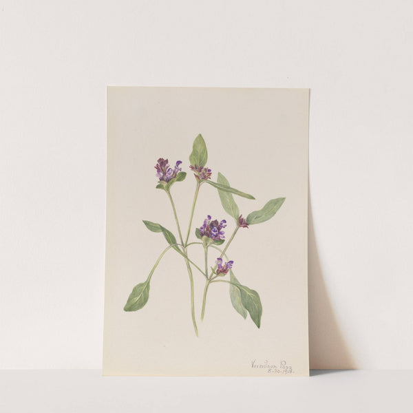 Self-Heal (Prunella vulgaris) (1918) by Mary Vaux Walcott