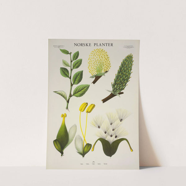 Selje (1930) by Parmanns Læremiddel-anstalt