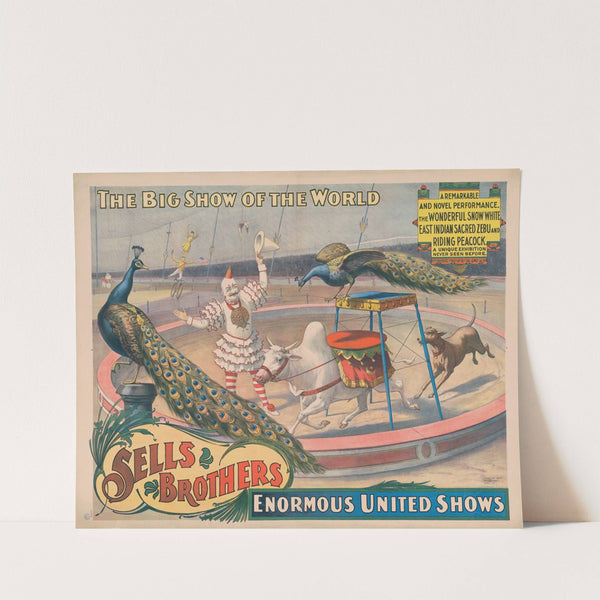 Sells Brothers enormous united shows. … The wonderful Snow White … zebu and riding peacock (1895) by Strobridge & Co. Lith.