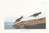 Semipalmated sandpiper