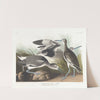 Semipalmated snipe or willet by John James Audubon