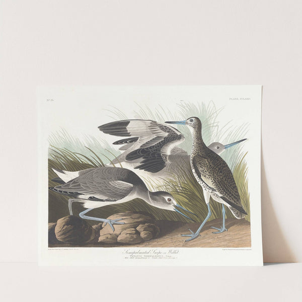 Semipalmated snipe or willet by John James Audubon