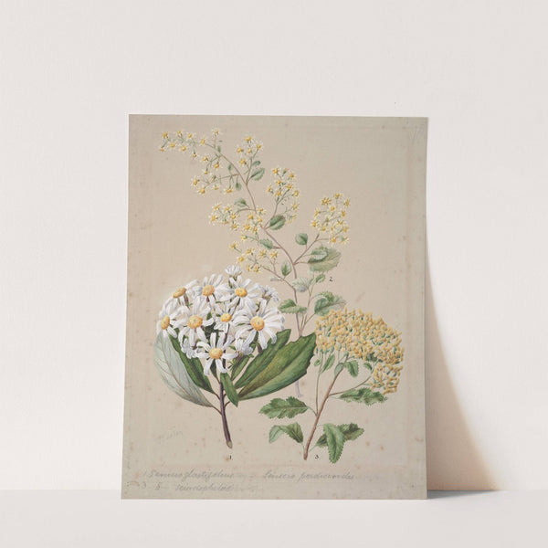 Senecio (3 species) by Sarah Featon