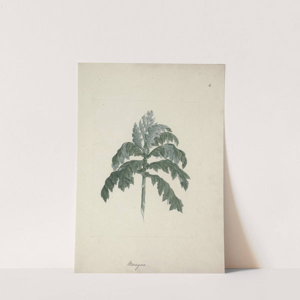 Senecio gigas Vatke (Tree Groundsel) by Luigi Balugani