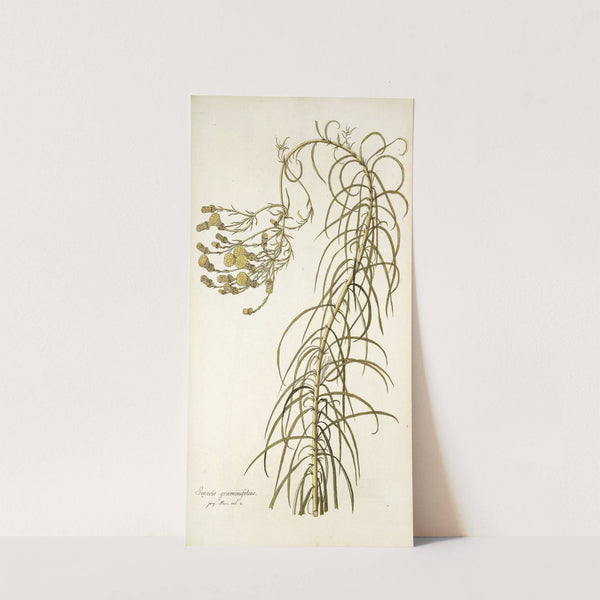 Senecio graminifolius by Nikolaus Joseph Freiherr von Jacquin