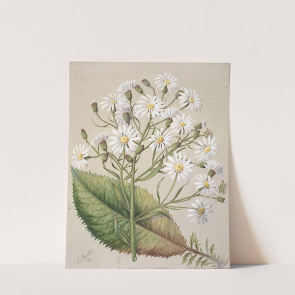 Senecio Hectori by Sarah Featon