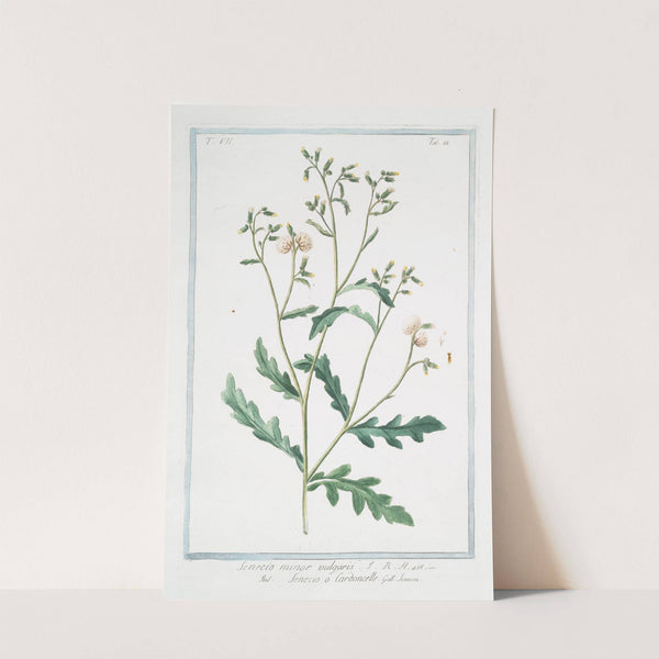 Senecio minor vulgaris - Senecio o Cardoncelle - Senecon. (Common groundsel) by Giorgio Bonelli