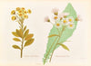 Senecio Robusta, Senecio Hectori