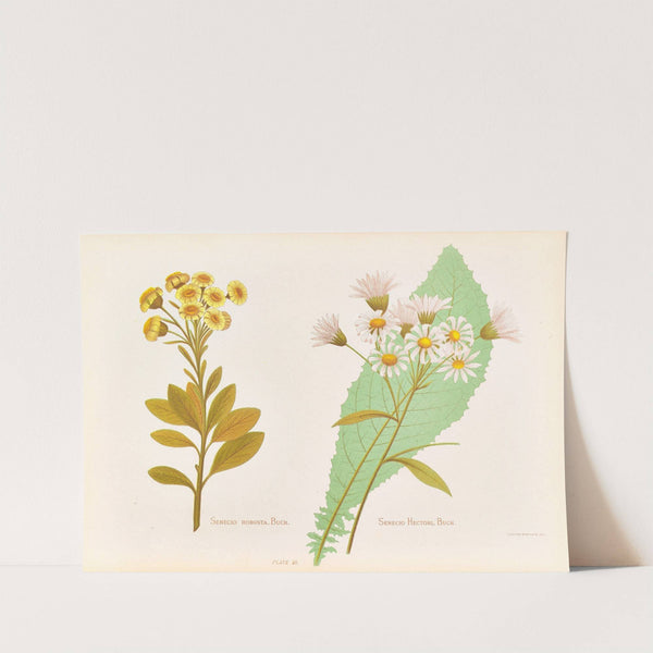 Senecio Robusta, Senecio Hectori by Georgina Burne Hetley