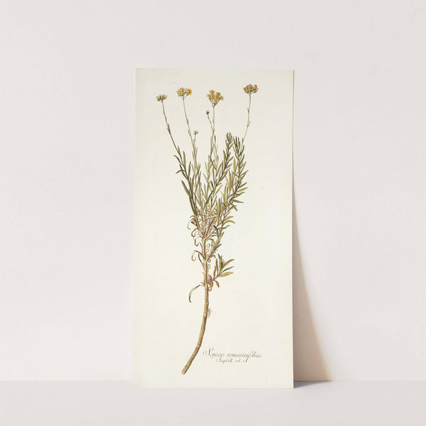 Senecio rosmarinifolius by Nikolaus Joseph Freiherr von Jacquin