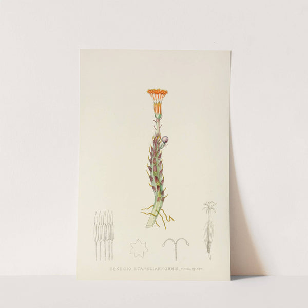 Senecio Stapeliaeformis by Illtyd Buller Pole-Evans