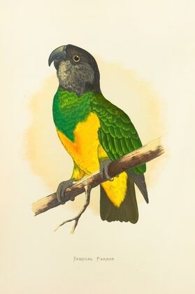 Senegal Parrot (1884-1887)
