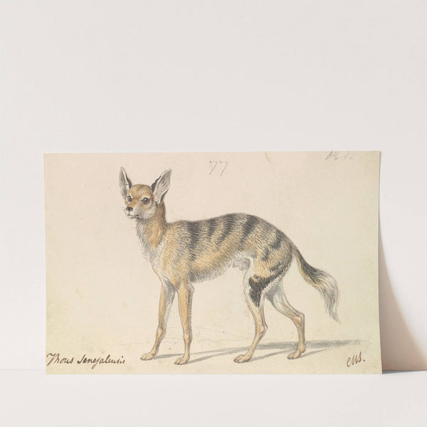 Senegalese Wolf or Grey Jackal (1837) by Charles Hamilton Smith