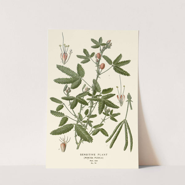 Sensitive Plant (1896-1897) by Edward Step