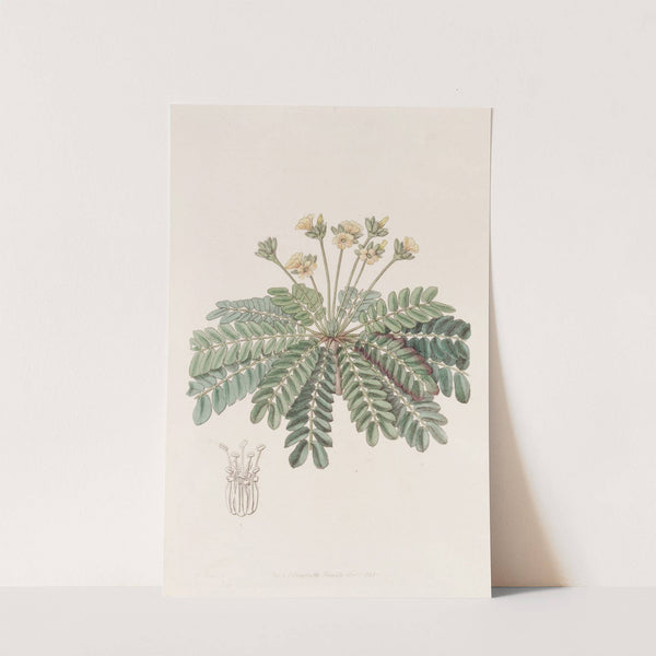 Sensitive Wood-sorrel (1815-1819) by Sydenham Edwards