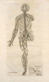 Septima neruorum figura — Octaua neruorum figura