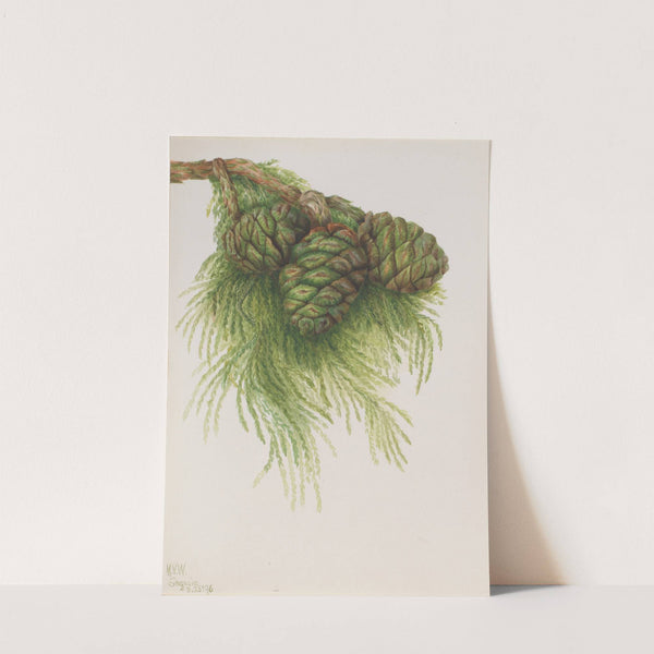 Sequoia (Sequoia gigantea) (1896) by Mary Vaux Walcott