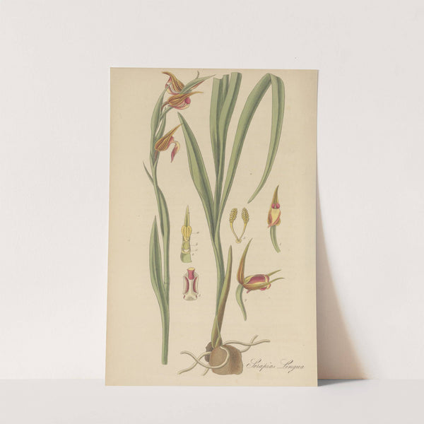 Serapias Lingua by William Jackson Hooker