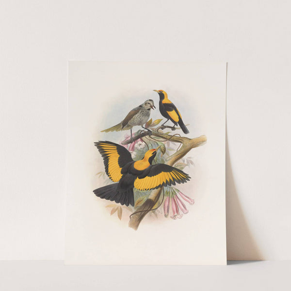 Sericulus melinus by Daniel Giraud Elliot