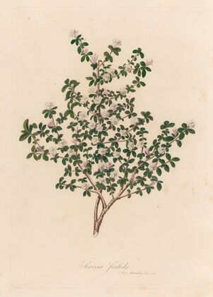 Serissa foetida (1818-1824)