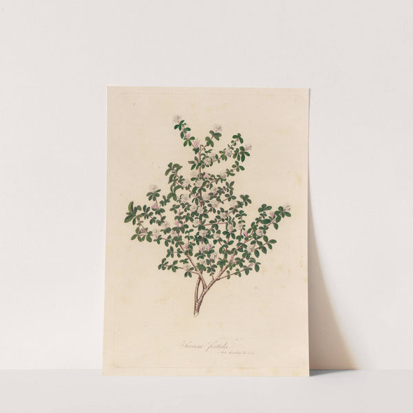 Serissa foetida (1818-1824) by Gaetano Savi