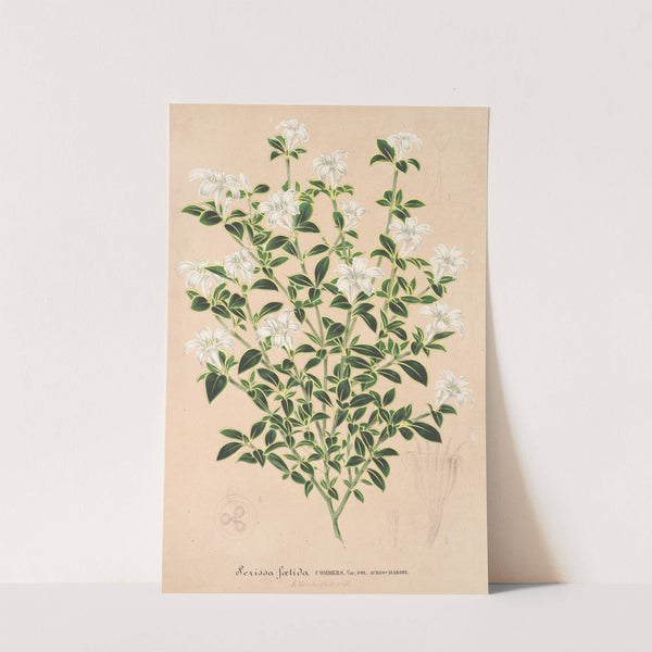 Serissa foetida by Charles Antoine Lemaire