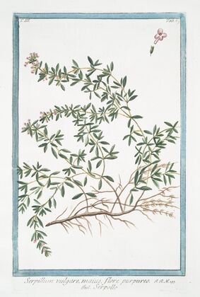 Serpillum vulgare, maius, flore purpureo – Serpillo. (Wild Thyme)