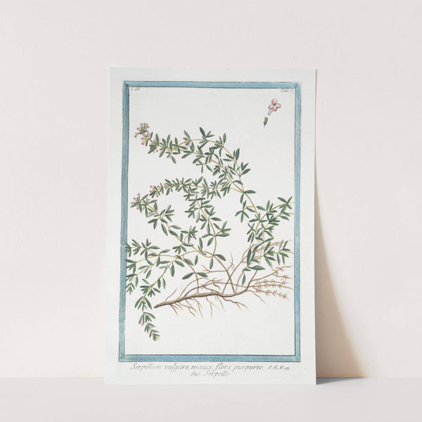 Serpillum vulgare, maius, flore purpureo - Serpillo. (Wild Thyme) by Giorgio Bonelli