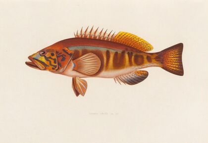 Serranus cabrilla