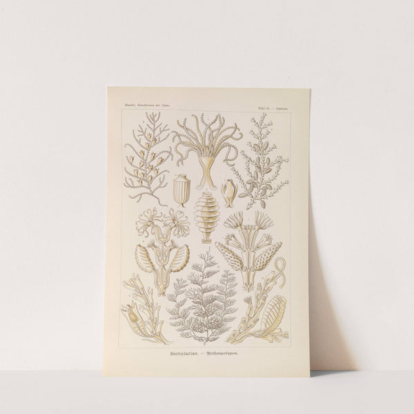 Sertulariae. - Reihenpolnpen by Ernst Haeckel