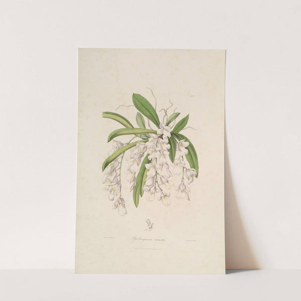 Sertum orchidaceum; A wreath of the most beautiful orchidaceous flowers Pl.02 by John Lindley