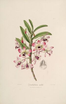 Sertum orchidaceum; A wreath of the most beautiful orchidaceous flowers Pl.03