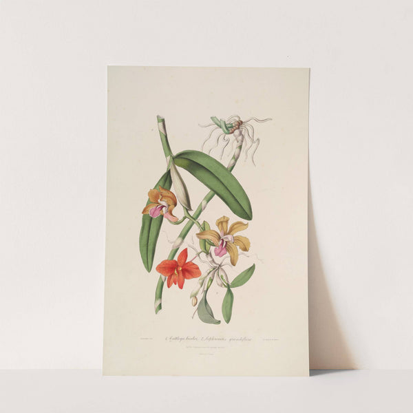 Sertum orchidaceum; A wreath of the most beautiful orchidaceous flowers Pl.05 by John Lindley